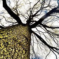 Buy canvas prints of Stark tree  by michelle rook