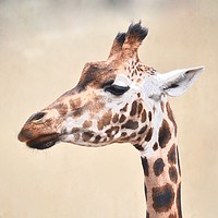 Buy canvas prints of graceful giraffe by michelle rook