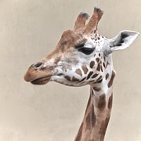 Buy canvas prints of giraffe portrait by michelle rook