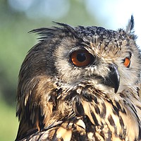 Buy canvas prints of Eagle Owl 1 by michelle rook