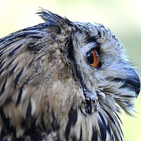 Buy canvas prints of Eagle Owl 2 by michelle rook