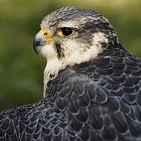 Buy canvas prints of Peregrine 1 by michelle rook