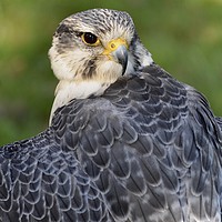 Buy canvas prints of Peregrine 2 by michelle rook