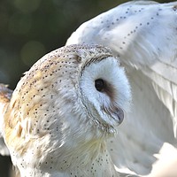 Buy canvas prints of Barn Owl  Flap by michelle rook