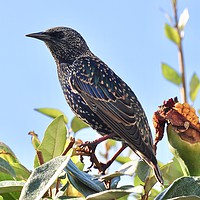 Buy canvas prints of Starling in the sun by michelle rook