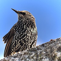 Buy canvas prints of Starling stare by michelle rook