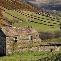 Buy canvas prints of Swaledale Barns by Neil Young