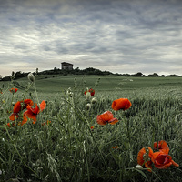Buy canvas prints of Penshaw Poppies by Neil Young