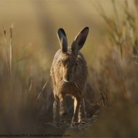 Buy canvas prints of Hare I come by Stephen Durrant