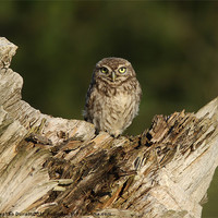 Buy canvas prints of Owlet by Stephen Durrant