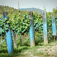 Buy canvas prints of Vineyard in Umbria by Gabriele Rossetti