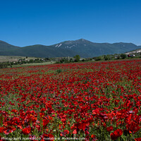 Buy canvas prints of Capestrano Poppies, The Abruzzo, Italy by Creative Photography Wales