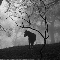 Buy canvas prints of Pony in the Mist by Creative Photography Wales