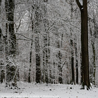 Buy canvas prints of Forest of Dean Winter Landscape by Creative Photography Wales