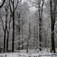 Buy canvas prints of Forest of Dean Winter Landscape by Creative Photography Wales
