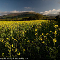 Buy canvas prints of Oil seed rape, Table Mountain by Creative Photography Wales