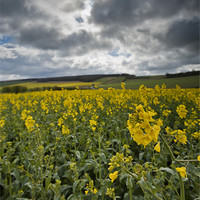 Buy canvas prints of Wiltshire spring landscape by Creative Photography Wales