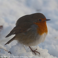 Buy canvas prints of Robin at Christmas by Creative Photography Wales