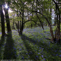 Buy canvas prints of The bluebell wood by Creative Photography Wales