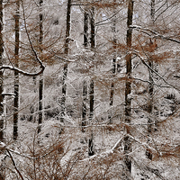 Buy canvas prints of Winter Larch by Creative Photography Wales