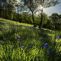 Buy canvas prints of Bluebell Field by Creative Photography Wales