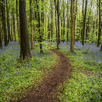 Buy canvas prints of Path through the bluebell wood by Creative Photography Wales