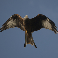 Buy canvas prints of Red Kite by Creative Photography Wales
