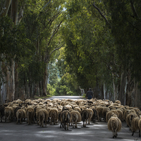 Buy canvas prints of Herding Sheep in Crete by Creative Photography Wales