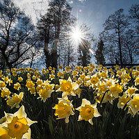 Buy canvas prints of Talybont Daffodils by Creative Photography Wales