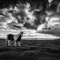 Buy canvas prints of Black Mountain Ponies at Hay Bluff by Creative Photography Wales