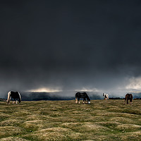 Buy canvas prints of Black Mountain Ponies at Hay Bluff by Creative Photography Wales