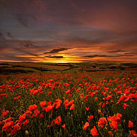 Buy canvas prints of Poppy Sunrise by Creative Photography Wales