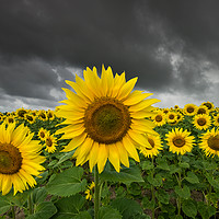 Buy canvas prints of Sunflower Field by Creative Photography Wales