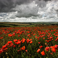 Buy canvas prints of South Downs Poppies by Creative Photography Wales