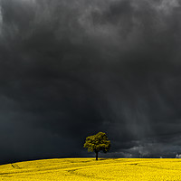 Buy canvas prints of Tree in Yellow Field by Creative Photography Wales
