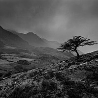 Buy canvas prints of Tree at Llanberis Pass, Snowdonia National Park by Creative Photography Wales