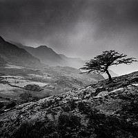 Buy canvas prints of Tree at Llanberis Pass, Snowdonia National Park by Creative Photography Wales