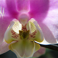 Buy canvas prints of Orchid Flower by Hamid Moham