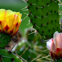Buy canvas prints of Fresh Cactus Flowers by Hamid Moham