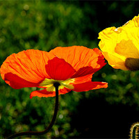 Buy canvas prints of Two Poppies by Hamid Moham