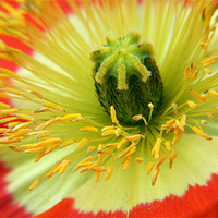 Buy canvas prints of Poppy Close-up by Hamid Moham