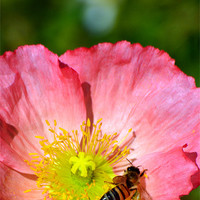 Buy canvas prints of Wasp in a Poppy by Hamid Moham