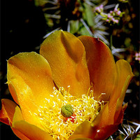 Buy canvas prints of Cactus Flower by Hamid Moham