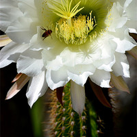 Buy canvas prints of White Cactus Flower by Hamid Moham