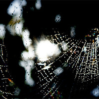 Buy canvas prints of Spider Web in rain by Hamid Moham