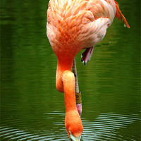 Buy canvas prints of Flamingo by Raymond Partlett