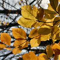 Buy canvas prints of Beech Leaves by Raymond Partlett