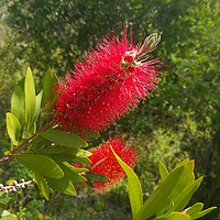 Buy canvas prints of Red bottle brush by Raymond Partlett