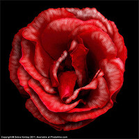 Buy canvas prints of Red Rose by Debra Kelday