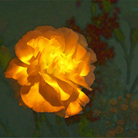 Buy canvas prints of Carnation in Watercolour by Debra Kelday